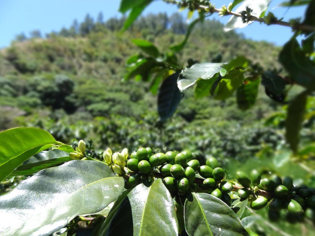 Valle Primavera 호텔 보케테 객실 사진