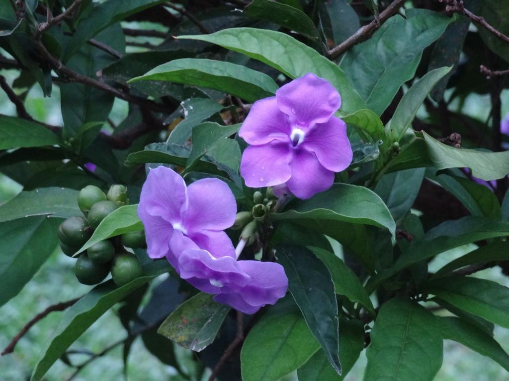 Valle Primavera 호텔 보케테 외부 사진